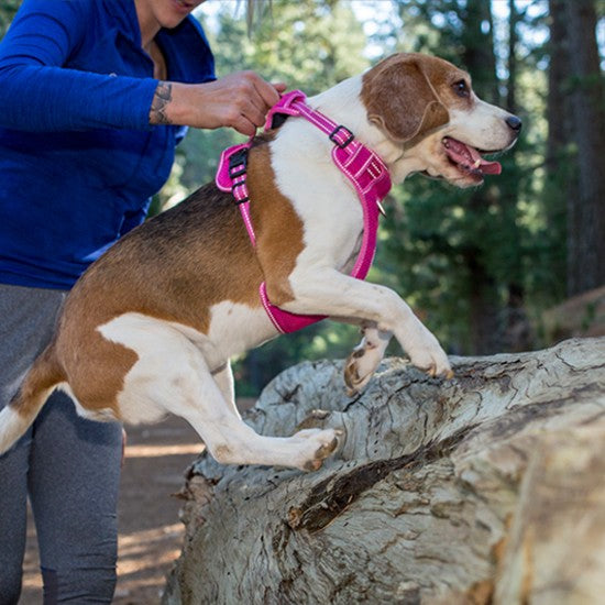 Dog in Rogz harness climbing a tree, assisted by owner.