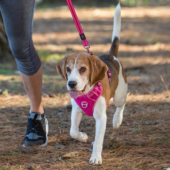 Dog wearing a pink Rogz harness on a walk with owner.