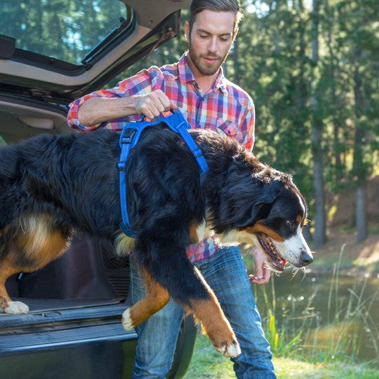 Man helps dog in Rogz harness exit a vehicle outdoors.