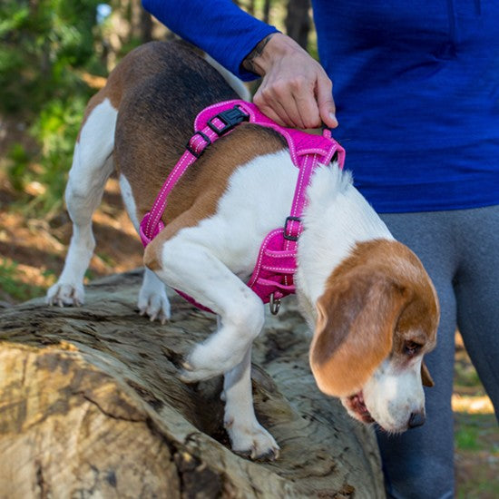 Dog wearing a pink Rogz harness outdoors on a log.