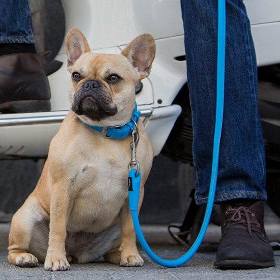 French Bulldog on blue Rogz leash sitting by owner.