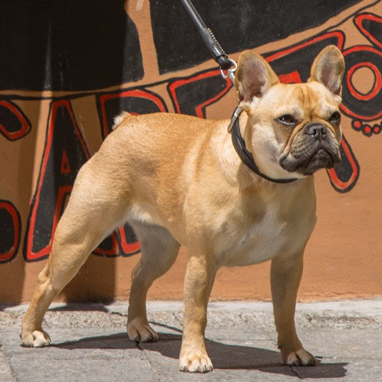 French Bulldog with a Rogz collar on a leash.