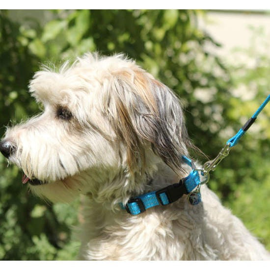 Fluffy dog wearing a blue Rogz collar and leash.