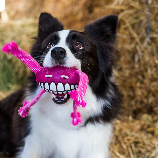 Border Collie playing with a pink Rogz toy.