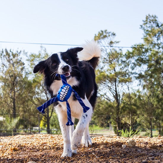 Dog playing with a blue Rogz toy outdoors.