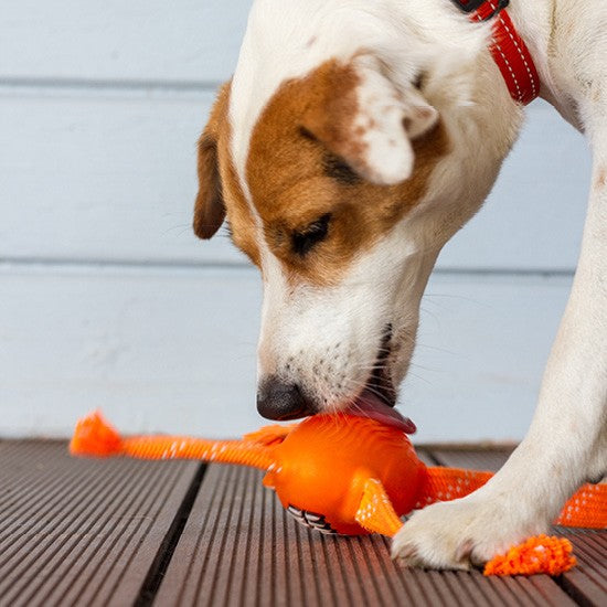 Dog playing with orange Rogz chew toy on wooden floor.