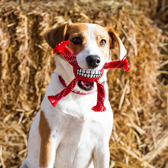 Dog with a Rogz toy against a straw background.