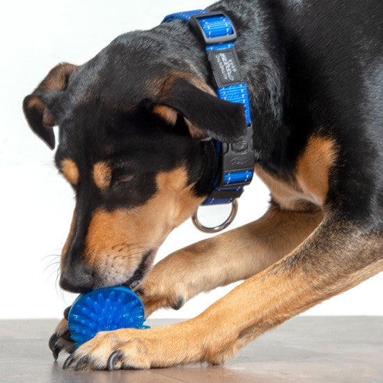 Dog with blue Rogz collar playing with blue ball.