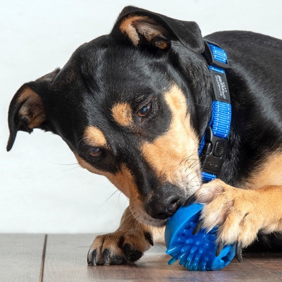 Black and tan dog with a blue Rogz collar playing with toy.