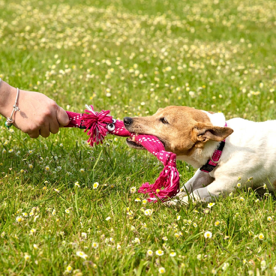 Dog playing with Rogz toy in grassy field.