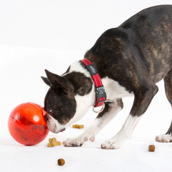 Dog with Rogz collar playing with a red treat ball.