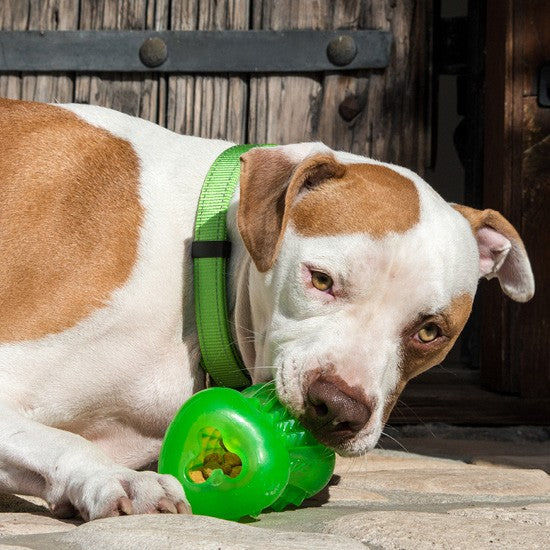 Dog with a green Rogz toy lying on the floor.