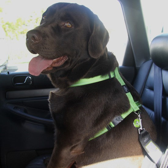 Chocolate Labrador wearing a Rogz harness in a car.