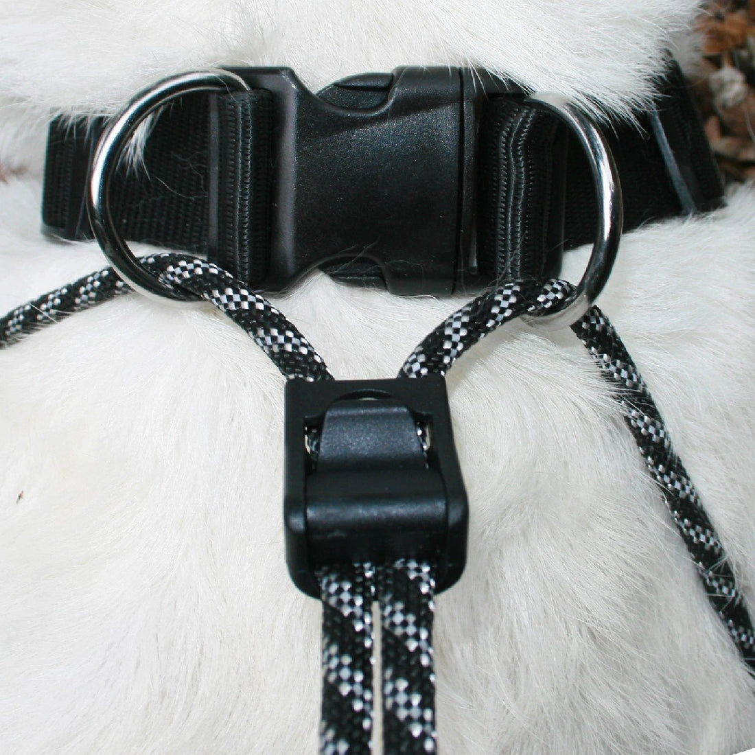 Sporn Big Dog Halter Black-Ascot Saddlery-The Equestrian