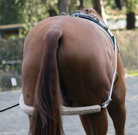 Training System Zilco-Ascot Saddlery-The Equestrian