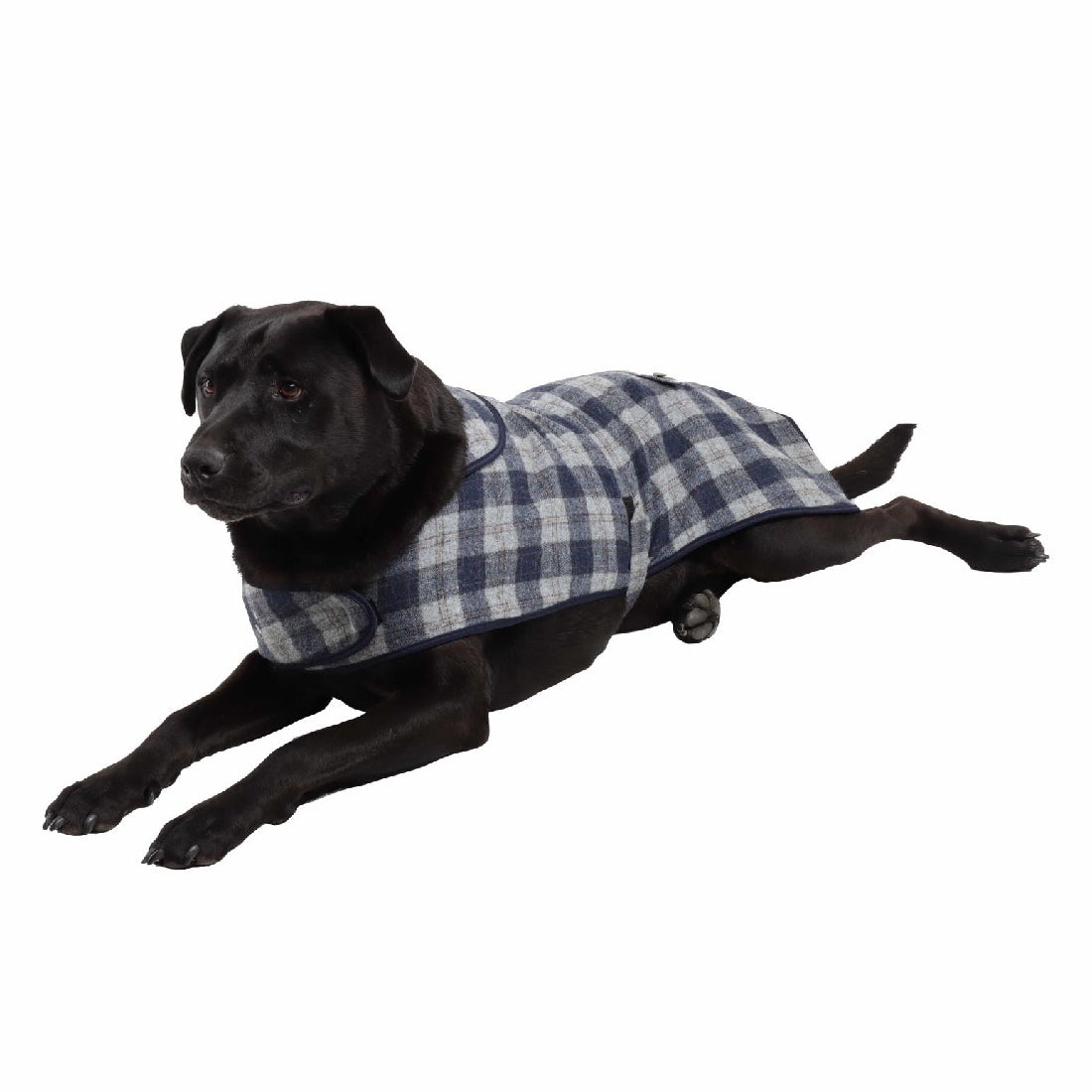 Tweedmill Tweed Dog Coat Navy Check & Navy-Ascot Saddlery-The Equestrian