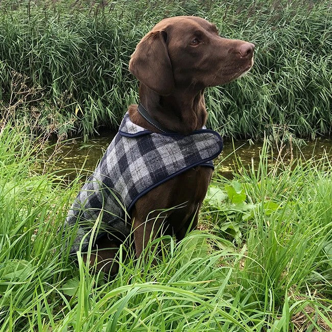 Tweedmill Tweed Dog Coat Navy Check & Navy-Ascot Saddlery-The Equestrian