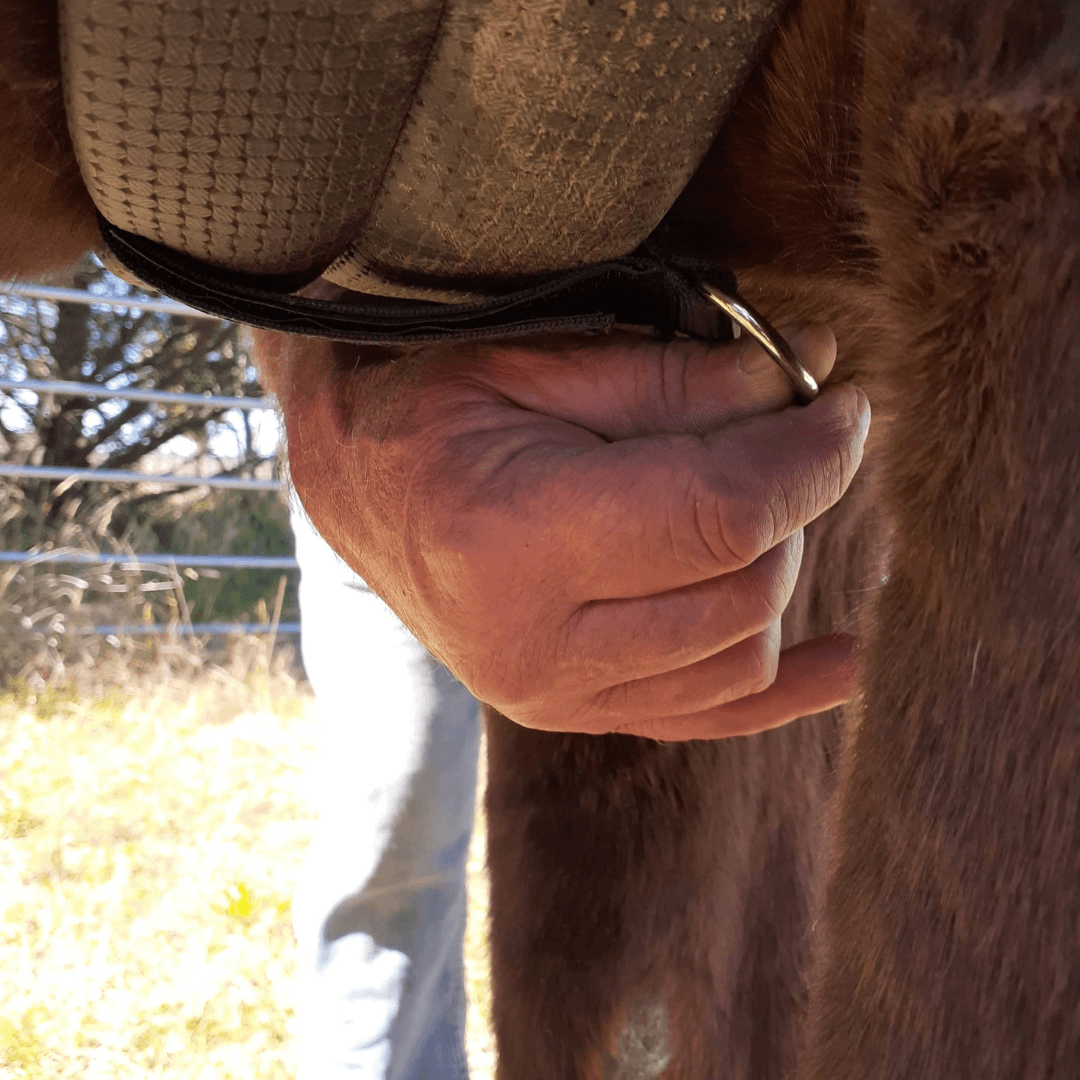 adjustable girth loop being attached to girth