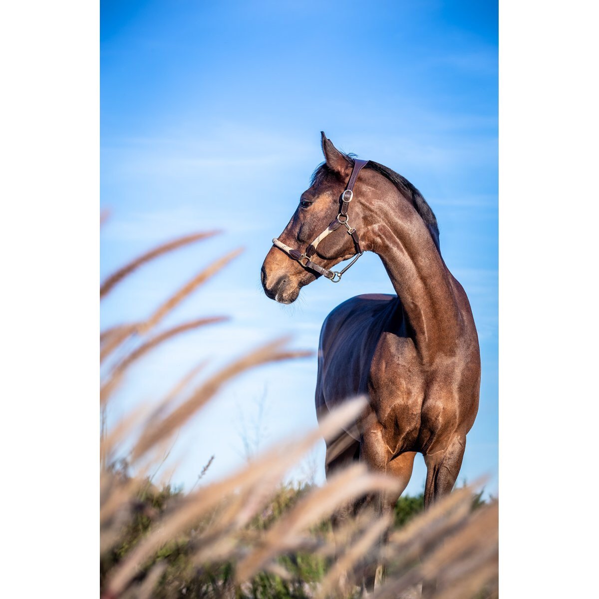 LeMieux Lasso Headcollar-LeMieux-Southern Sport Horses