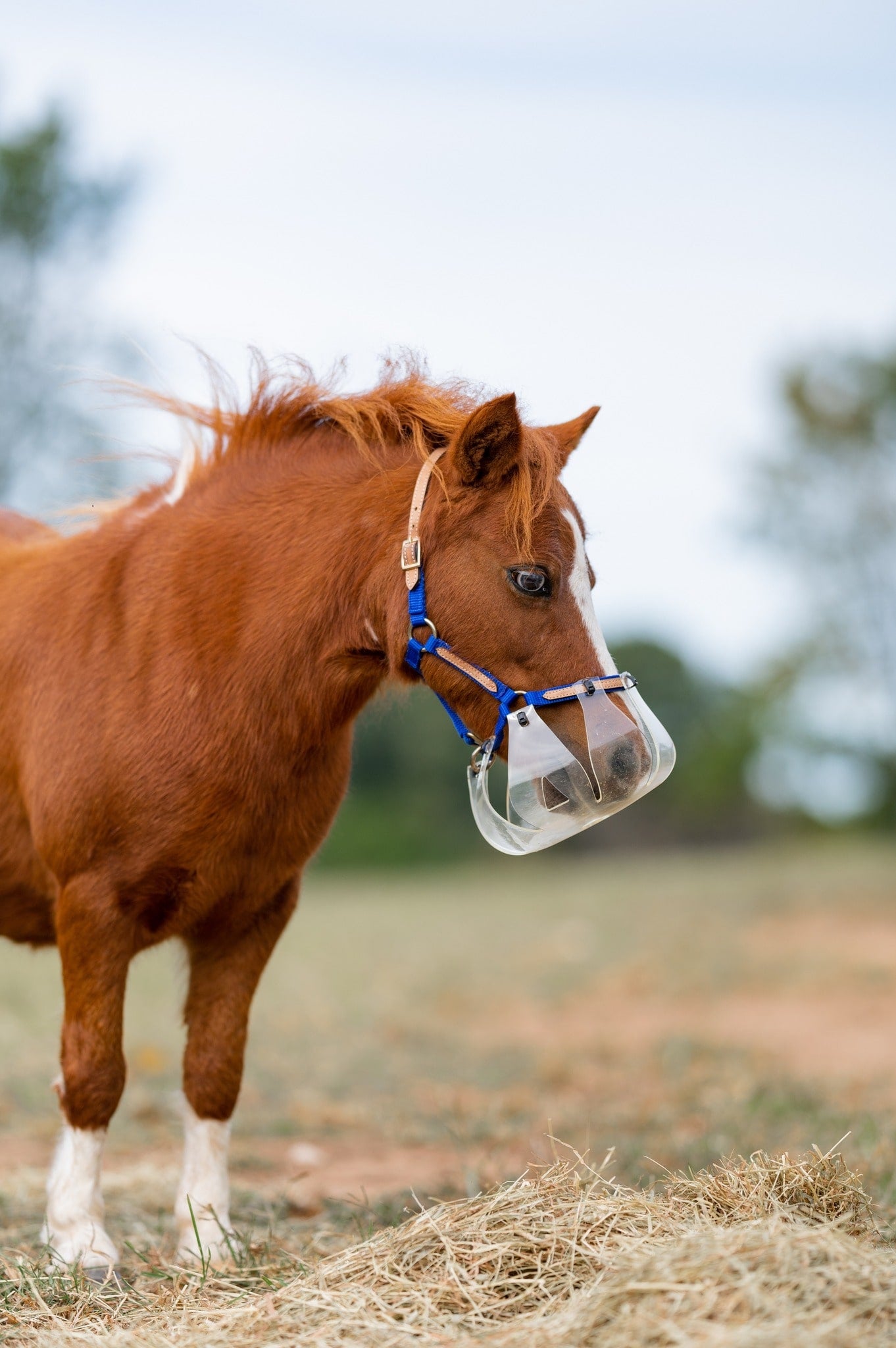 Brown horse wearing Thinline grazing muzzle in sunny field.