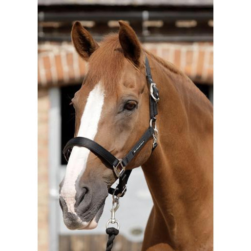 Premier Equine Plain Padded Headcollar-Southern Sport Horses-The Equestrian