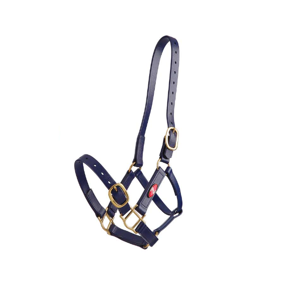 Zilco 25mm PN Halter-Trailrace Equestrian Outfitters-The Equestrian